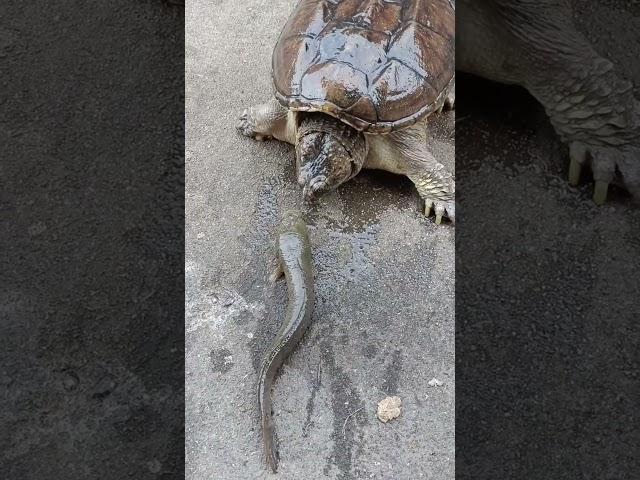 Hayvanlar Aleminin En Hızlısı: Chelydra Serpentina Kaplumbağası!