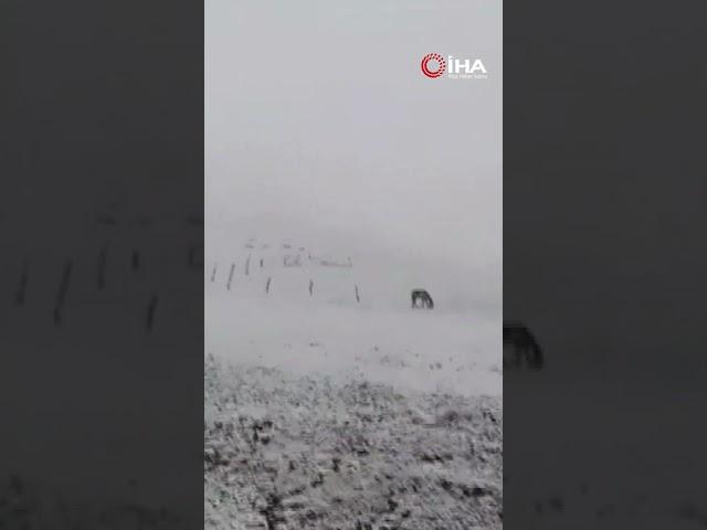 Van’ın Başkale İlçesinde Mayıs Ortasında Kar Sürprizi!